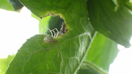 Réf. 186 860 : Enoplognatha sp.